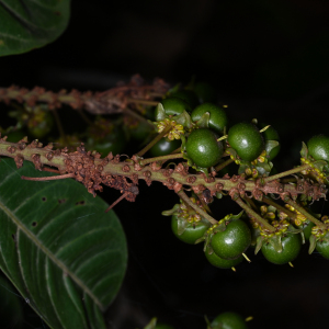 Byrsonima aerugo