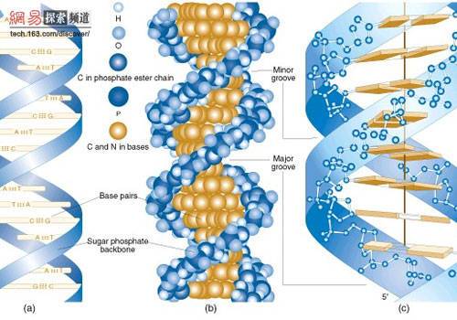 母體基因組 母體基因組