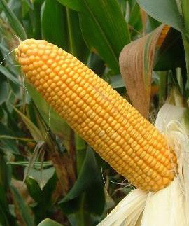 夏玉米抗倒增產技術