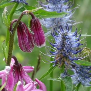 Lilium martagon