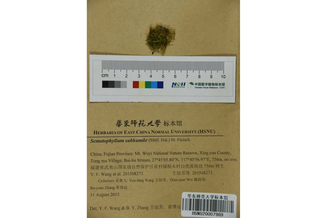 矮錦蘚 矮錦蘚