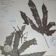 薄葉栝樓 薄葉栝樓