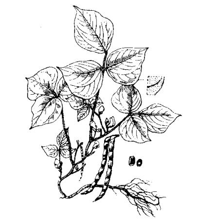 原植物-赤豆(圖2)