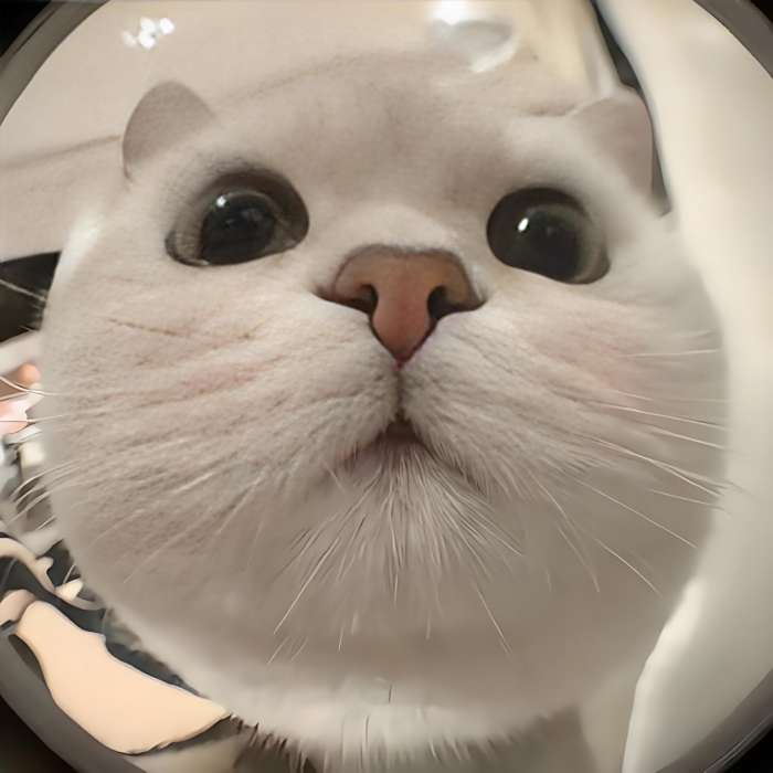貓meme小短劇
