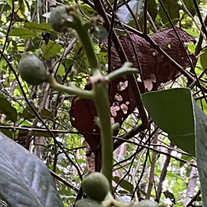 Conchocarpus longifolius