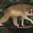 灰瘠懶猴 灰瘠懶猴