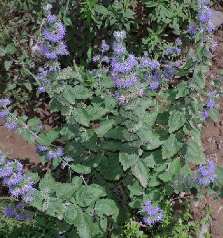 毛蕕 毛蕕