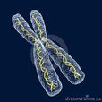 染色體(細胞核的組成部分)