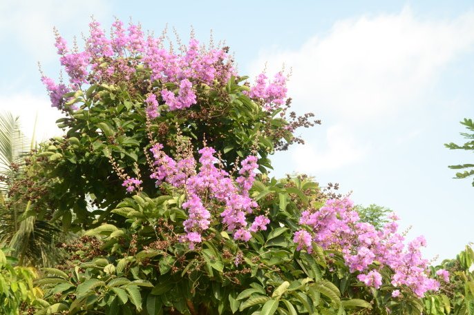 粉花紫薇ZW-3 粉花紫薇ZW-3