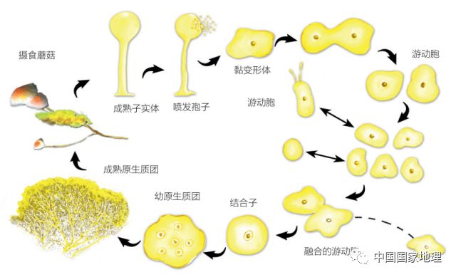 黏菌生活史（繪圖：宋曉龍）