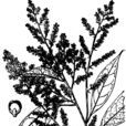 貴州泡花樹 貴州泡花樹