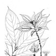 紅紫麻 紅紫麻