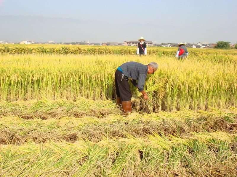 漢營社區水稻種植業