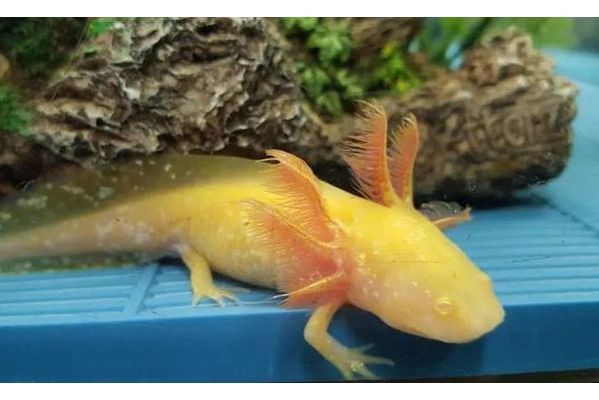 六角魚 六角魚