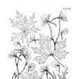 囊謙翠雀花 囊謙翠雀花