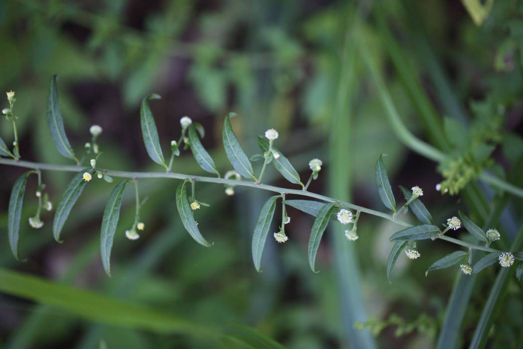 秋分草(菊科紫菀屬植物) 秋分草(菊科紫菀屬植物)