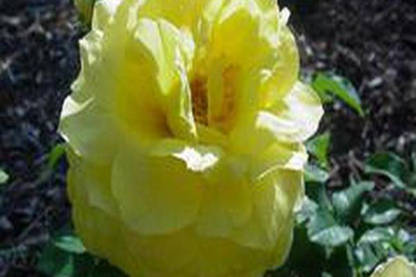 Rosa \x27Meirevolt\x27 TOULOUSE-LAUTREC