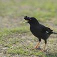 模仿鳥 模仿鳥