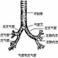 氣管受壓