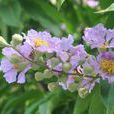 花楹(木本植物) 花楹(木本植物)