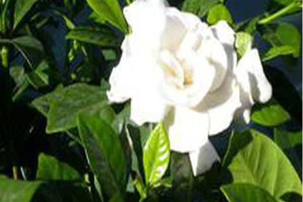Gardenia jasminoides Gardenia jasminoides