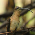 棕胸銅色蜂鳥