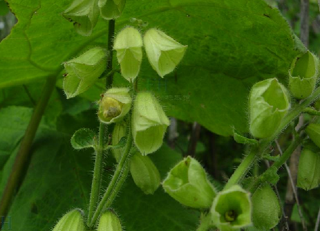Salvia hylocharis Diels 林華鼠尾草
