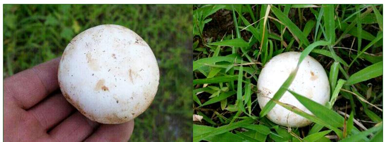 小白蘑菇