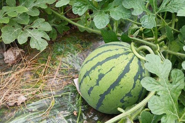 湘西瓜70號 湘西瓜70號