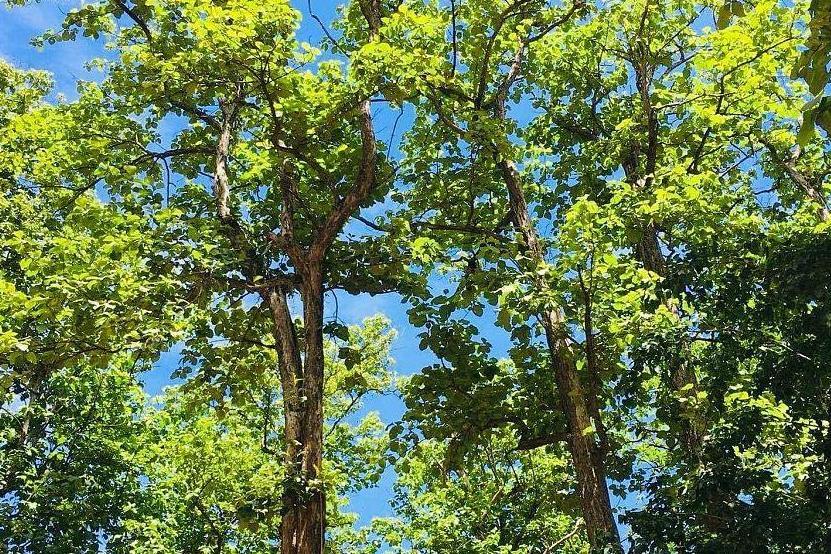 柚木家系SO-003 柚木家系SO-003