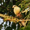 暗頦果鳩 暗頦果鳩