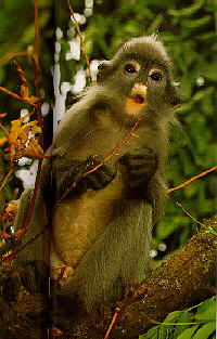 灰葉猴(圖二)