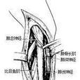 腓神經 腓神經
