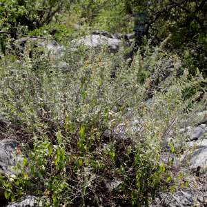 Poliomintha dendritica