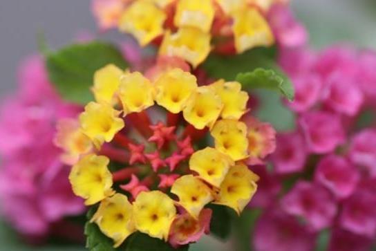 Lantana trifolia Lantana trifolia