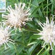 高嶺風毛菊 高嶺風毛菊