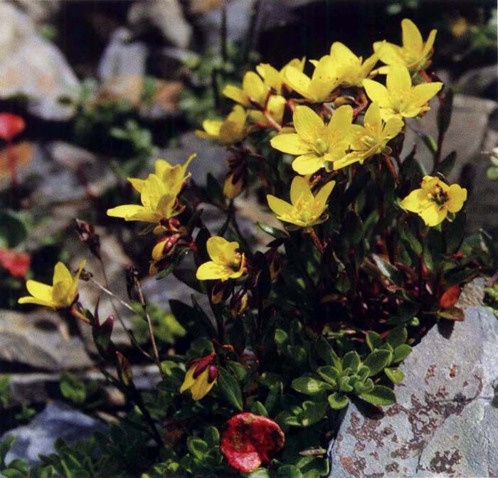 小泡虎耳草 小泡虎耳草