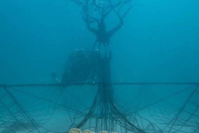海洋之樹 海洋之樹