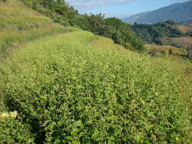 代格拉村 代格拉村