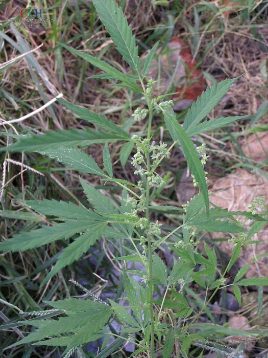 大麻亞科