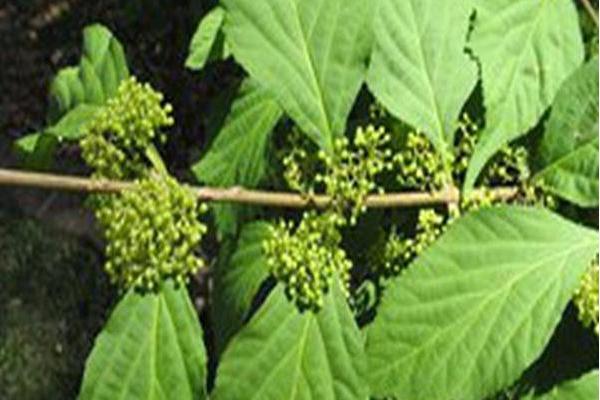 Callicarpa japonica \x27Heavy Berry\x27 Callicarpa japonica \x27Heavy Berry\x27
