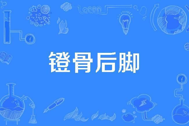 鐙骨後腳 鐙骨後腳