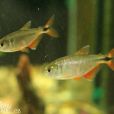 十字魚 十字魚