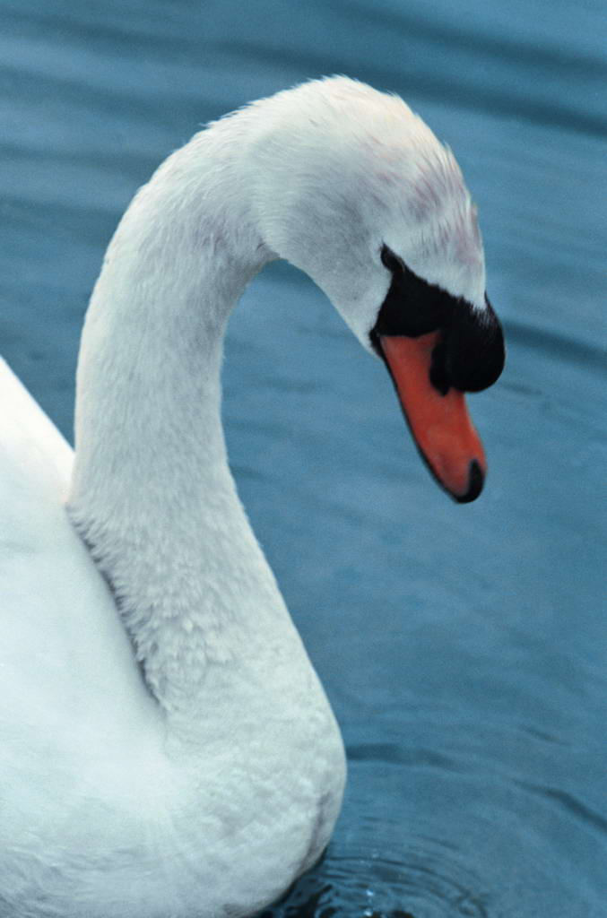 雄性的白天鵝