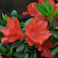 杜鵑(映山紅（杜鵑花科植物）)