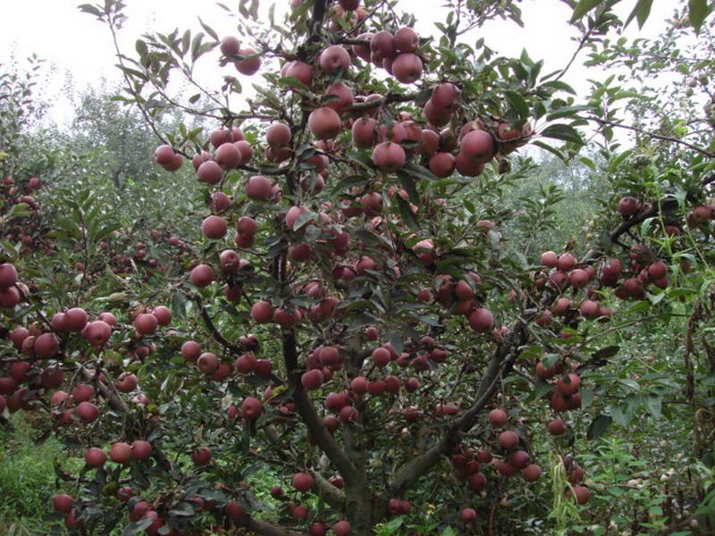 發展重點種植業-蘋果