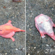 雲紋單棘躄魚 雲紋單棘躄魚