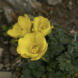 矮金蓮花 矮金蓮花