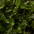 四齒異萼苔 四齒異萼苔
