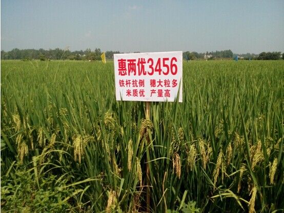惠兩優3456 惠兩優3456